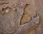 Fossil Xiphactinus Skull - Terror Of The Inland Seaway! #117041-3